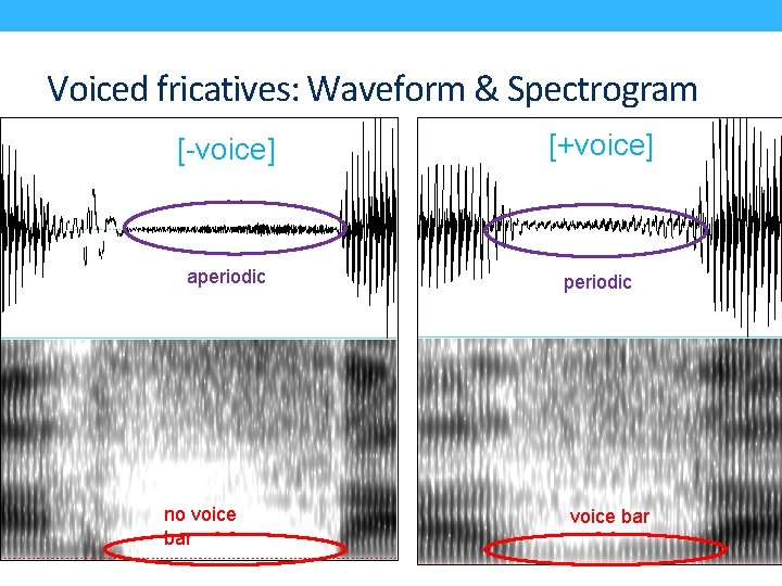 Voiced fricatives: Waveform & Spectrogram [-voice] [+voice] aperiodic no voice bar 
