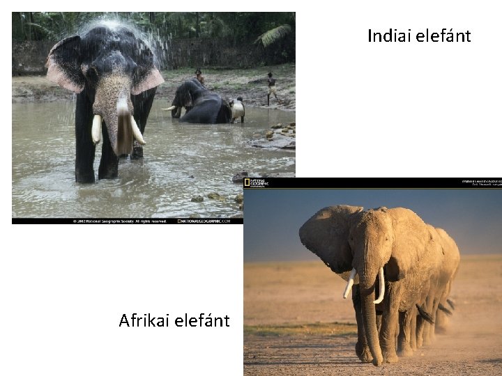 Indiai elefánt Afrikai elefánt 