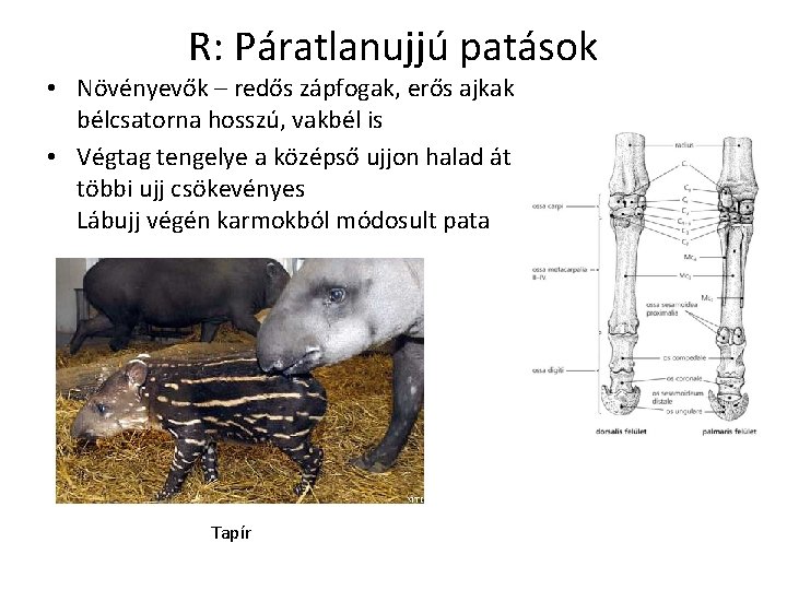 R: Páratlanujjú patások • Növényevők – redős zápfogak, erős ajkak bélcsatorna hosszú, vakbél is