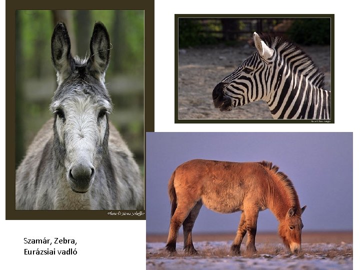 Szamár, Zebra, Eurázsiai vadló 
