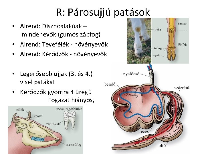 R: Párosujjú patások • Alrend: Disznóalakúak – mindenevők (gumós zápfog) • Alrend: Tevefélék -