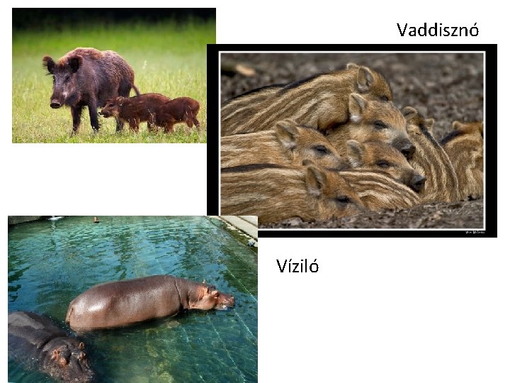 Vaddisznó Víziló 