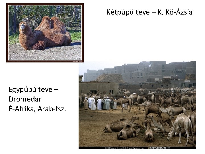 Kétpúpú teve – K, Kö-Ázsia Egypúpú teve – Dromedár É-Afrika, Arab-fsz. 