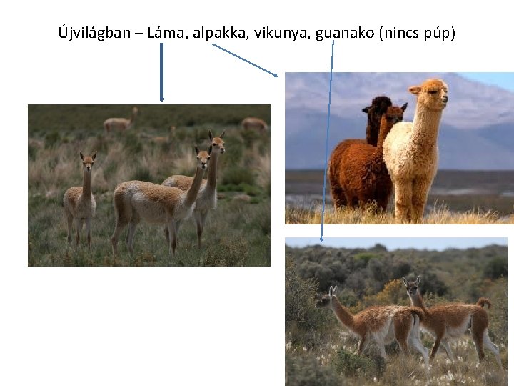 Újvilágban – Láma, alpakka, vikunya, guanako (nincs púp) 