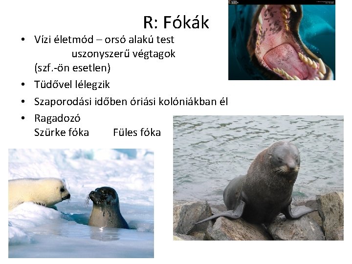 R: Fókák • Vízi életmód – orsó alakú test uszonyszerű végtagok (szf. -ön esetlen)