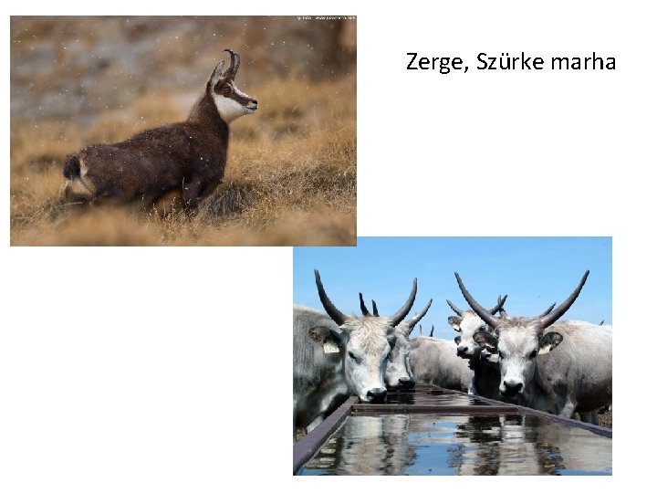 Zerge, Szürke marha 