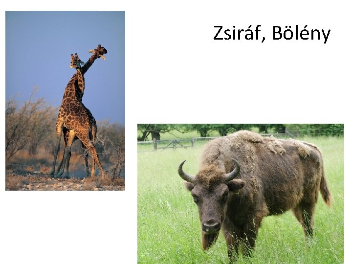 Zsiráf, Bölény 