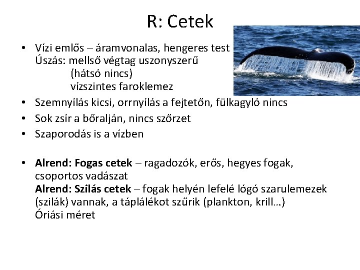 R: Cetek • Vízi emlős – áramvonalas, hengeres test Úszás: mellső végtag uszonyszerű (hátsó