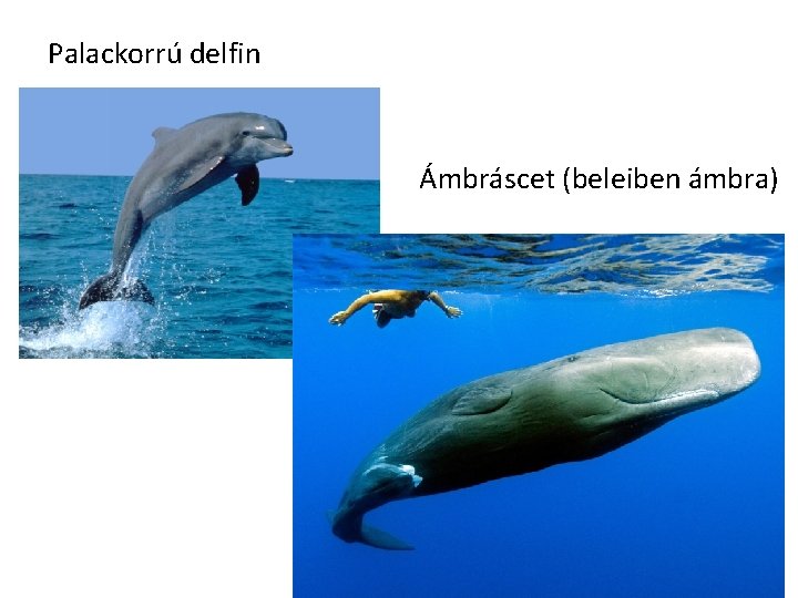 Palackorrú delfin Ámbráscet (beleiben ámbra) 