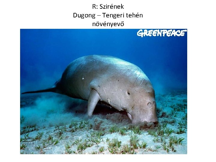 R: Szirének Dugong – Tengeri tehén növényevő 