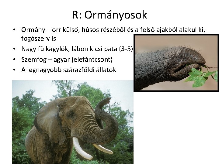 R: Ormányosok • Ormány – orr külső, húsos részéből és a felső ajakból alakul