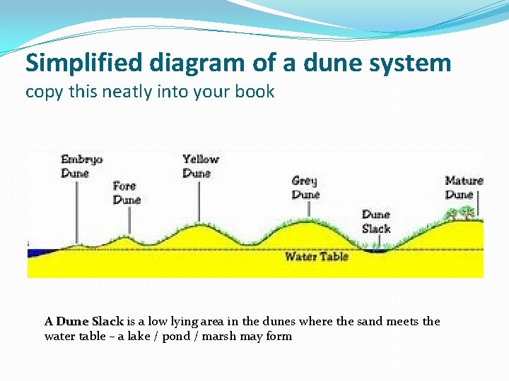 Simplified diagram of a dune system copy this neatly into your book A Dune