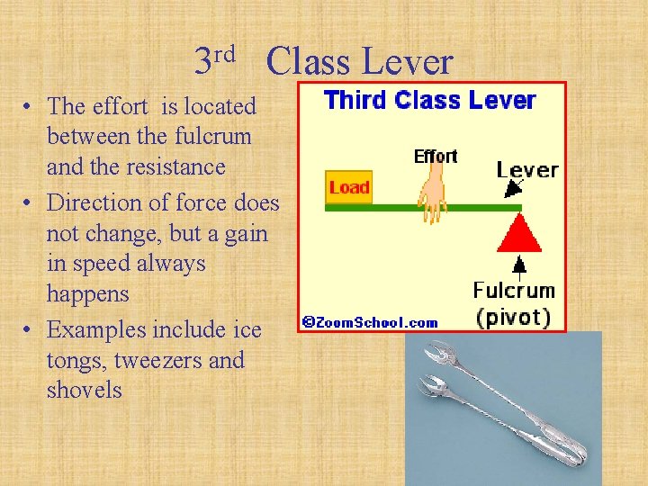 3 rd Class Lever • The effort is located between the fulcrum and the