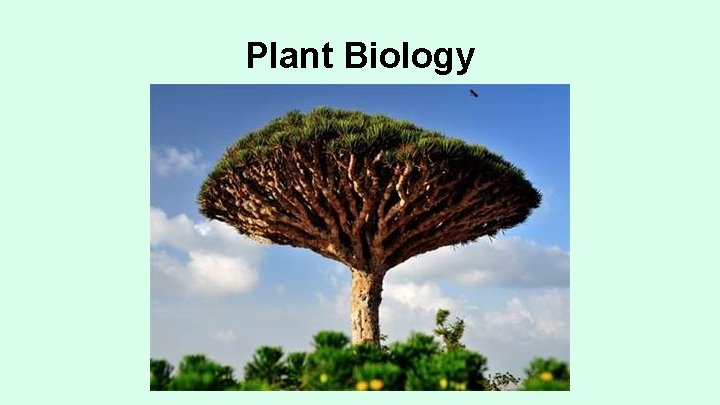 Plant Biology 