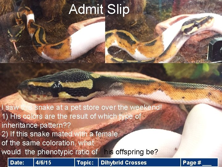 Admit Slip 2/5/15 I saw this snake at a pet store over the weekend!