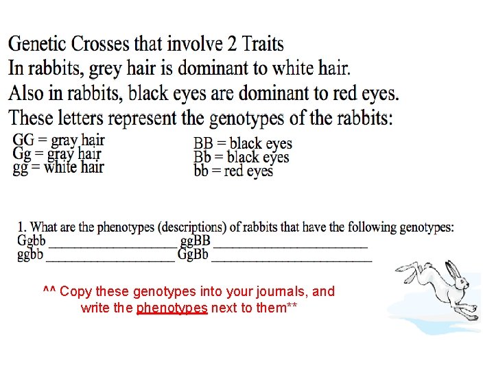 ^^ Copy these genotypes into your journals, and write the phenotypes next to them**