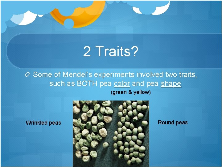 2 Traits? Some of Mendel’s experiments involved two traits, such as BOTH pea color