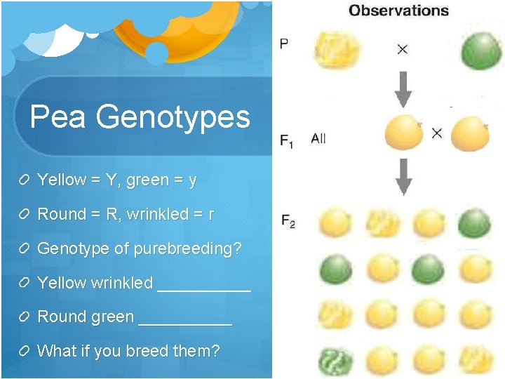 Pea Genotypes Yellow = Y, green = y Round = R, wrinkled = r