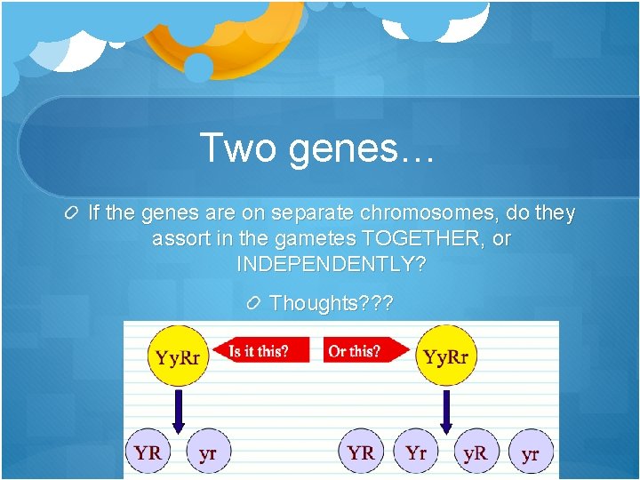 Two genes… If the genes are on separate chromosomes, do they assort in the