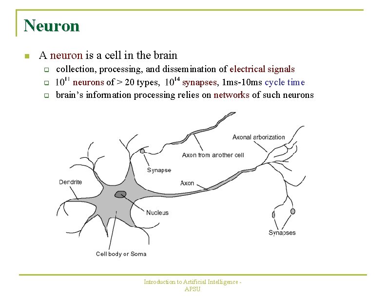 Neuron n A neuron is a cell in the brain q q q collection,