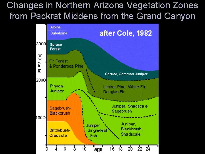 Changes in Northern Arizona Vegetation Zones from Packrat Middens from the Grand Canyon 