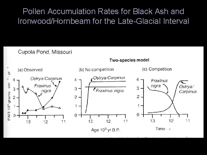 Pollen Accumulation Rates for Black Ash and Ironwood/Hornbeam for the Late-Glacial Interval 