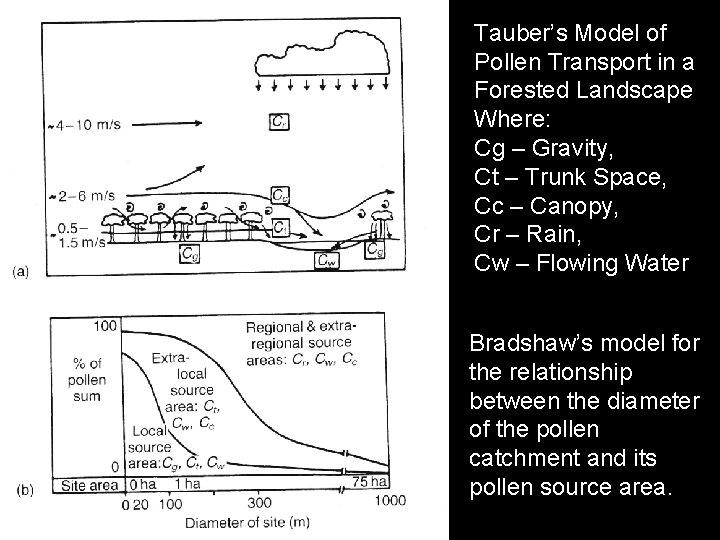 Tauber’s Model of Pollen Transport in a Forested Landscape Where: Cg – Gravity, Ct