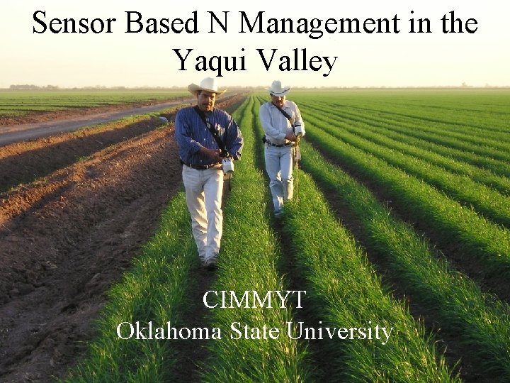 Sensor Based N Management in the Yaqui Valley CIMMYT Oklahoma State University 