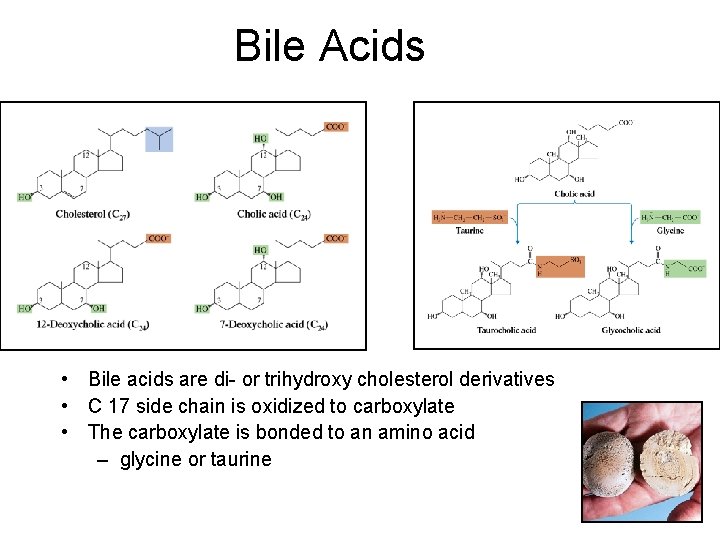Bile Acids • Bile acids are di- or trihydroxy cholesterol derivatives • C 17