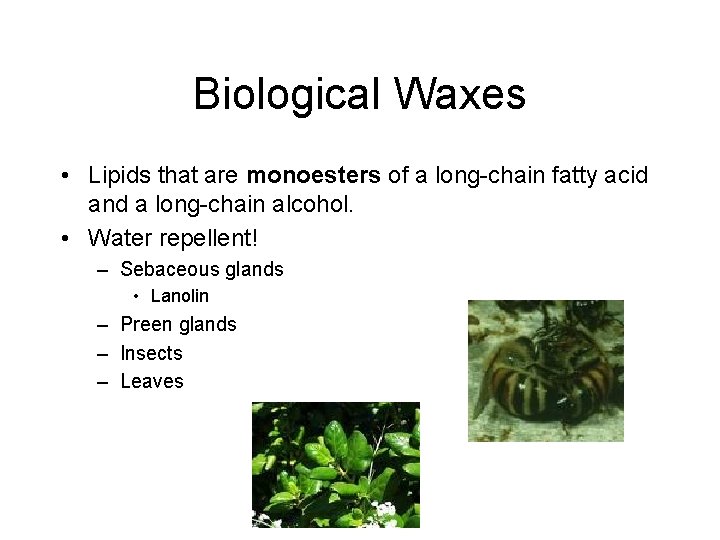 Biological Waxes • Lipids that are monoesters of a long-chain fatty acid and a