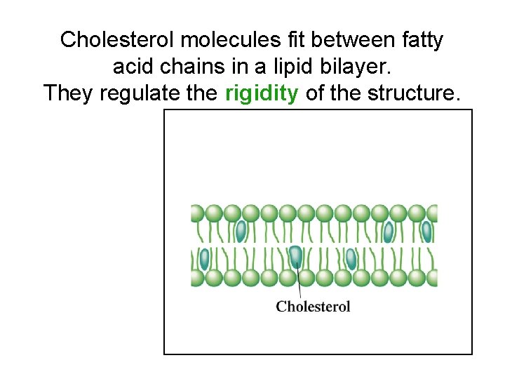 Cholesterol molecules fit between fatty acid chains in a lipid bilayer. They regulate the