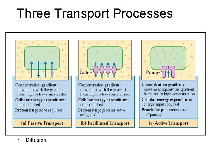 Three Transport Processes • Diffusion 