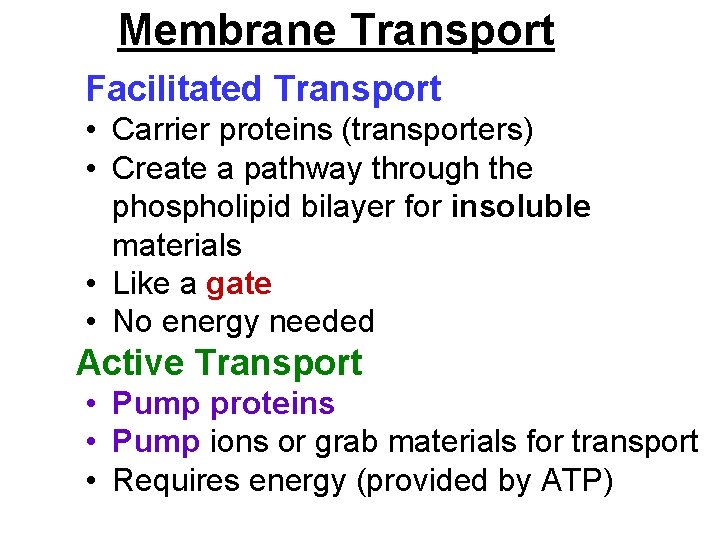 Membrane Transport Facilitated Transport • Carrier proteins (transporters) • Create a pathway through the