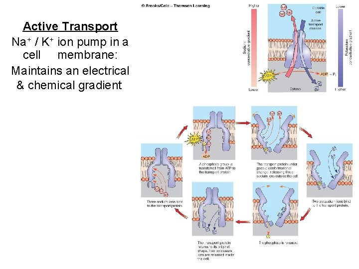 Active Transport Na+ / K+ ion pump in a cell membrane: Maintains an electrical