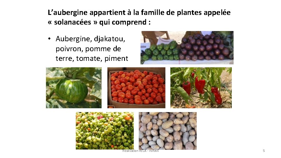 L’aubergine appartient à la famille de plantes appelée « solanacées » qui comprend :