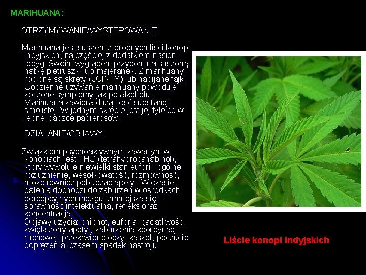 MARIHUANA: OTRZYMYWANIE/WYSTEPOWANIE: Marihuana jest suszem z drobnych liści konopi indyjskich, najczęściej z dodatkiem nasion