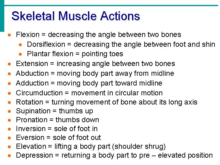 Skeletal Muscle Actions · Flexion = decreasing the angle between two bones · Dorsiflexion