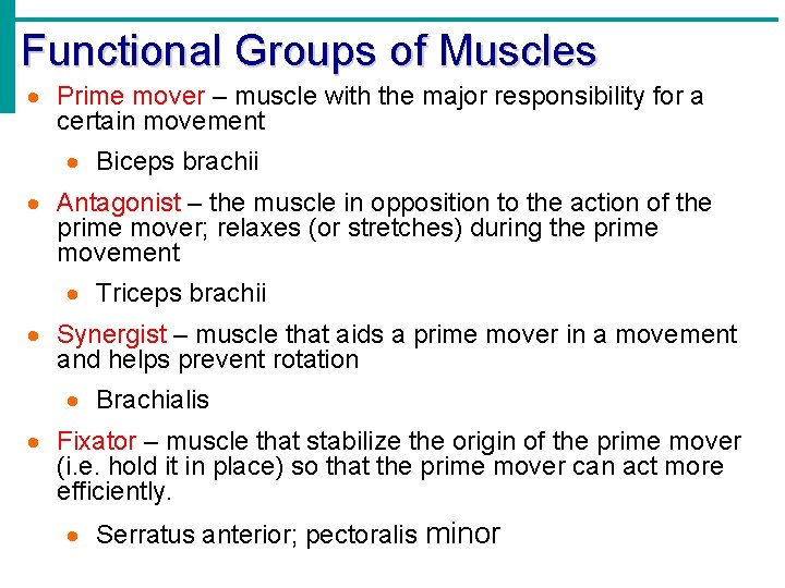 Functional Groups of Muscles · Prime mover – muscle with the major responsibility for