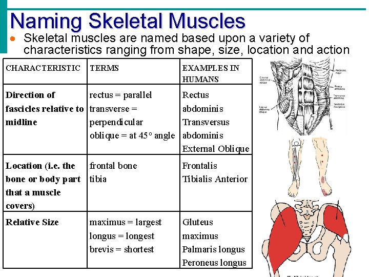 Naming Skeletal Muscles · Skeletal muscles are named based upon a variety of characteristics