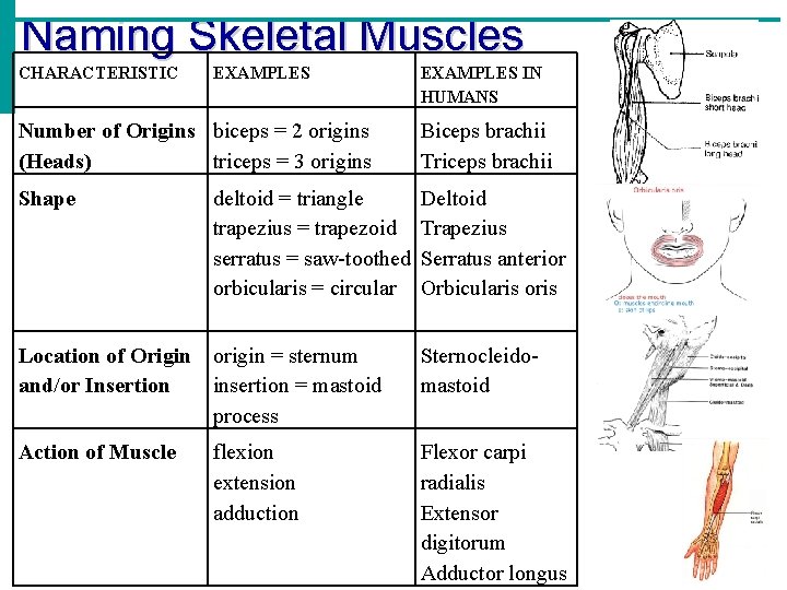 Naming Skeletal Muscles CHARACTERISTIC EXAMPLES IN HUMANS Number of Origins biceps = 2 origins