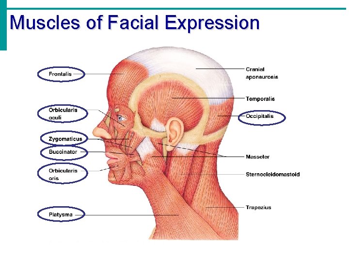 Muscles of Facial Expression 