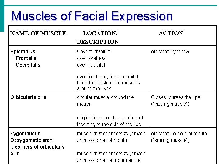 Muscles of Facial Expression NAME OF MUSCLE LOCATION/ DESCRIPTION Epicranius Frontalis Occipitalis Covers cranium