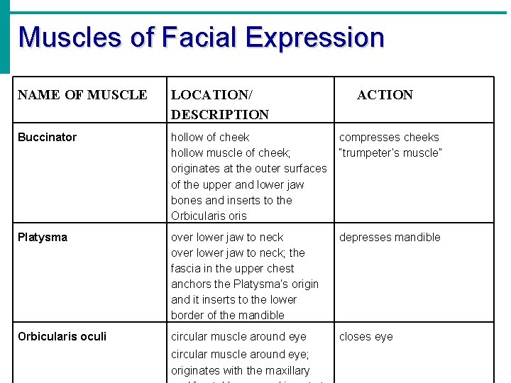 Muscles of Facial Expression NAME OF MUSCLE LOCATION/ DESCRIPTION Buccinator hollow of cheek compresses