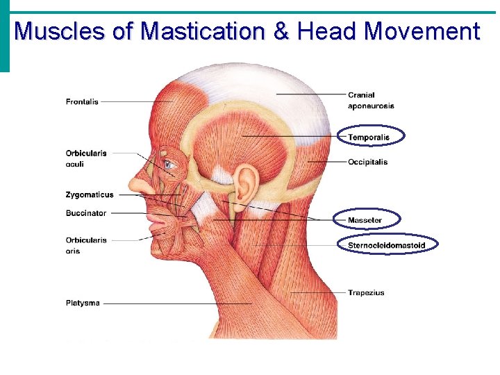 Muscles of Mastication & Head Movement 