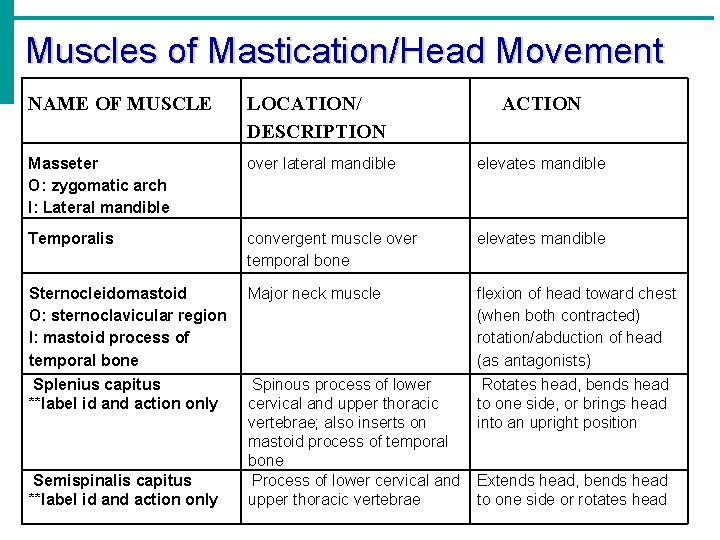 Muscles of Mastication/Head Movement NAME OF MUSCLE LOCATION/ DESCRIPTION Masseter O: zygomatic arch I: