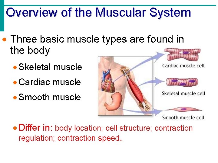 Overview of the Muscular System · Three basic muscle types are found in the