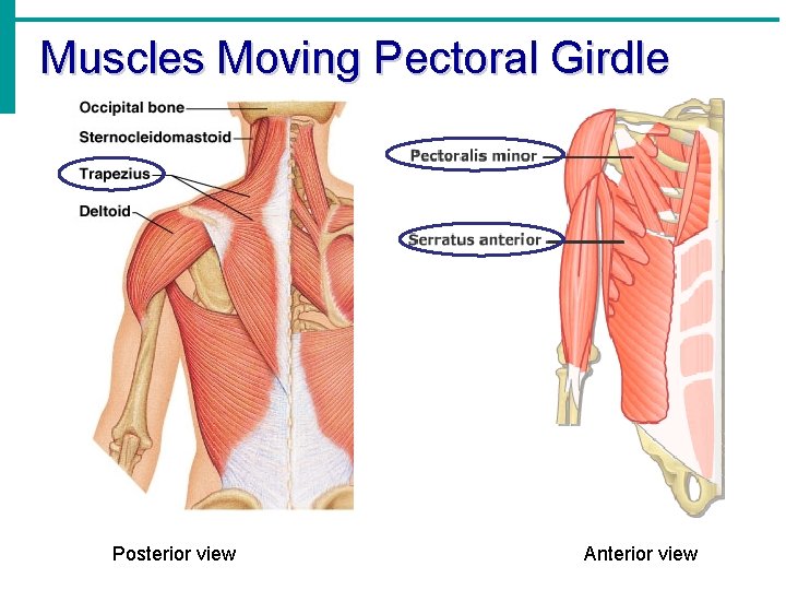 Muscles Moving Pectoral Girdle Posterior view Anterior view 