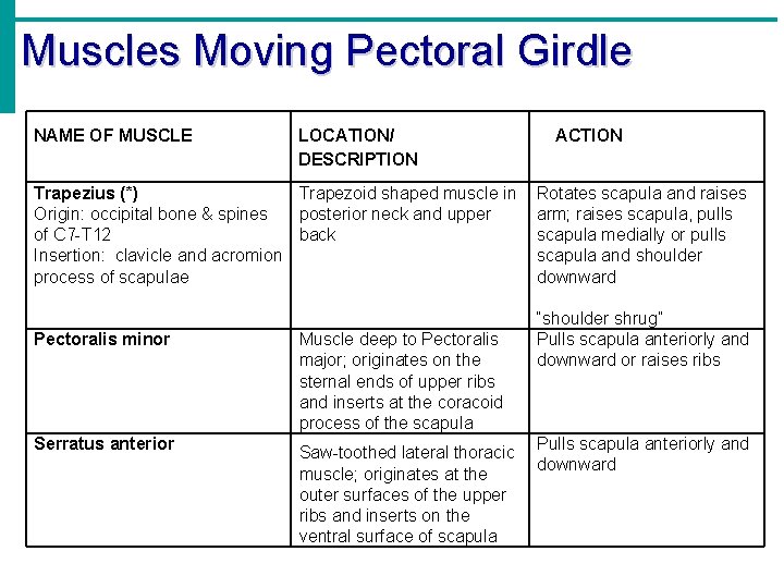 Muscles Moving Pectoral Girdle NAME OF MUSCLE LOCATION/ DESCRIPTION ACTION Trapezius (*) Trapezoid shaped