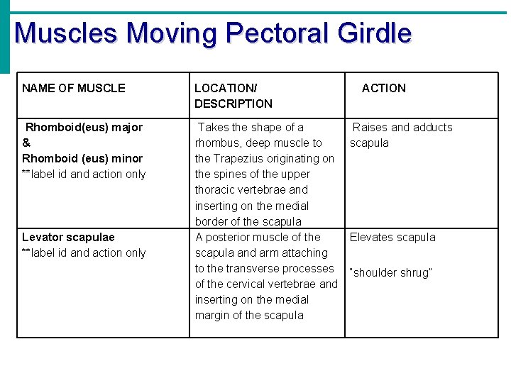 Muscles Moving Pectoral Girdle NAME OF MUSCLE LOCATION/ DESCRIPTION ACTION Rhomboid(eus) major & Rhomboid