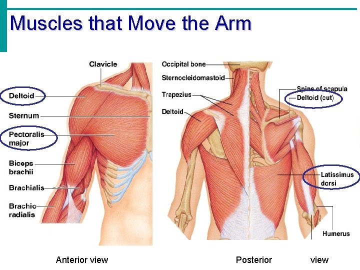 Muscles that Move the Arm Anterior view Posterior view 